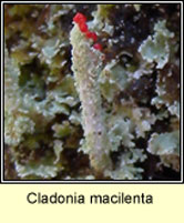 Cladonia macilenta