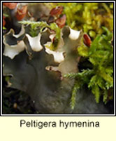 Peltigera hymenina