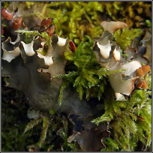 Peltigera hymenina