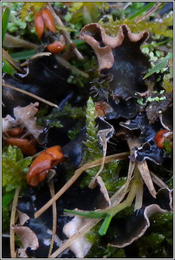 Peltigera hymenina