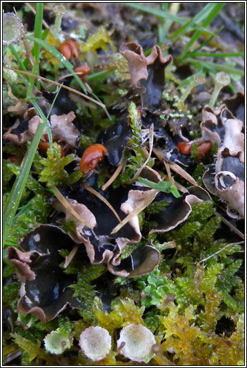 Peltigera hymenina