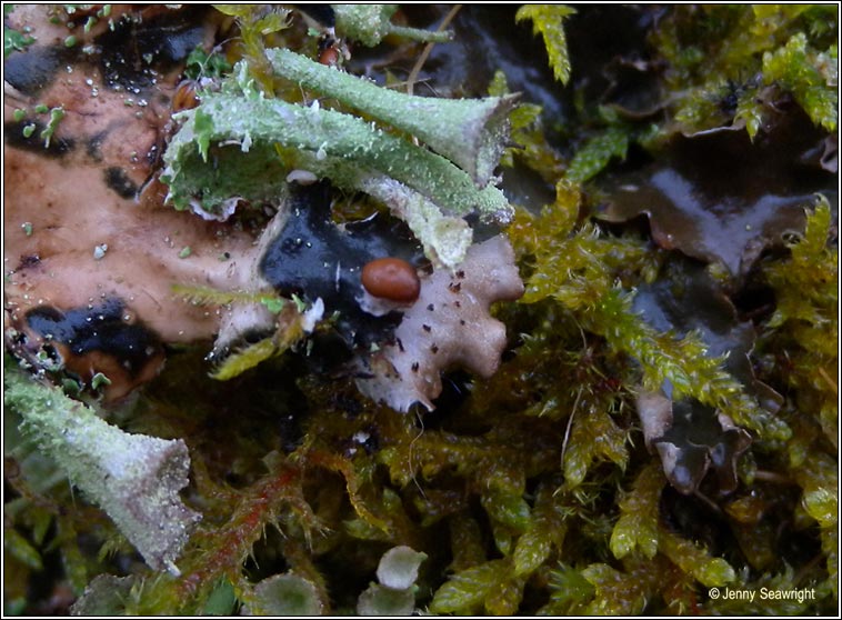 Peltigera hymenina