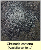 Circinaria contorta, Aspicilia contorta