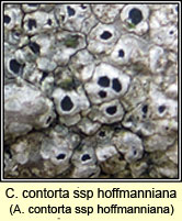 Aspicilia contorta subsp hoffmanniana