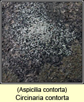 Circinaria contorta, Aspicilia contorta