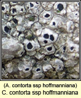 C contorta ssp hoffmanniana, A contorta ssp hoffmanniana