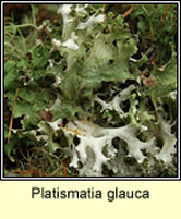 Platismatia glauca