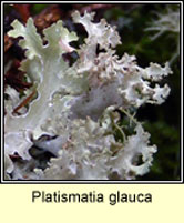 Platismatia glauca