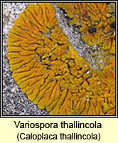 Variospora thallincola, Caloplaca thallincola