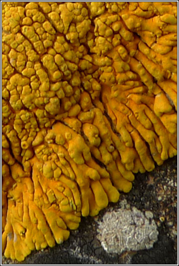 Caloplaca thallincola