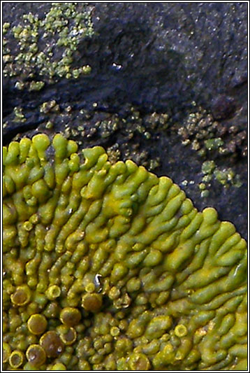 Caloplaca thallincola