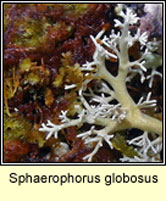 Sphaerophorus globosus