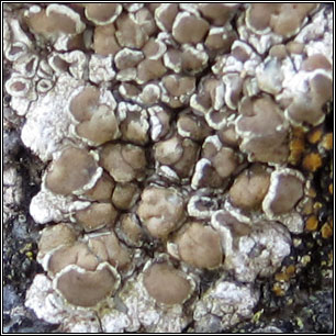 Lecanora fugiens