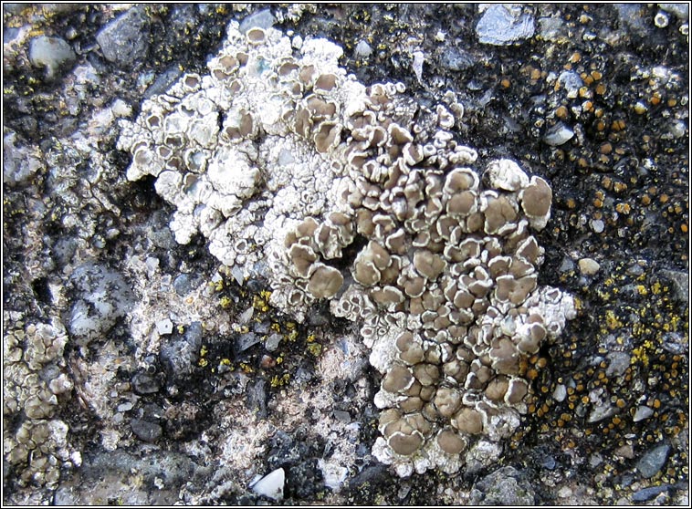 Lecanora fugiens