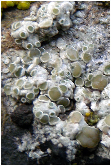 Lecanora fugiens