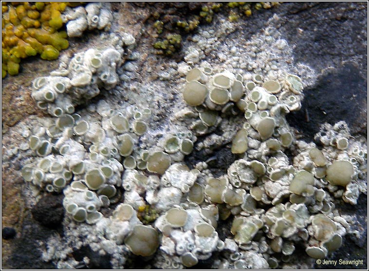 Lecanora fugiens