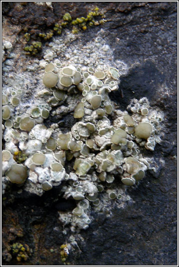 Lecanora fugiens