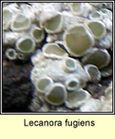 Lecanora fugiens