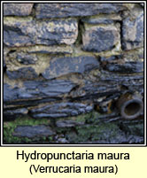 Hydropunctaria maura, Verrucaria maura