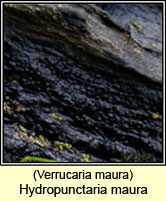 Hydropunctaria maura, Verrucaria maura
