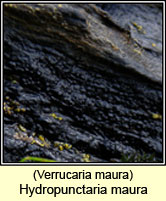 Verrucaria maura