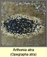 Arthonia atra, Opegrapha atra