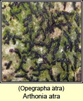 Arthonia atra, Opegrapha atra