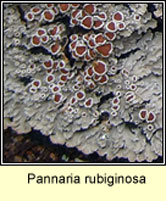 Pannaria rubiginosa