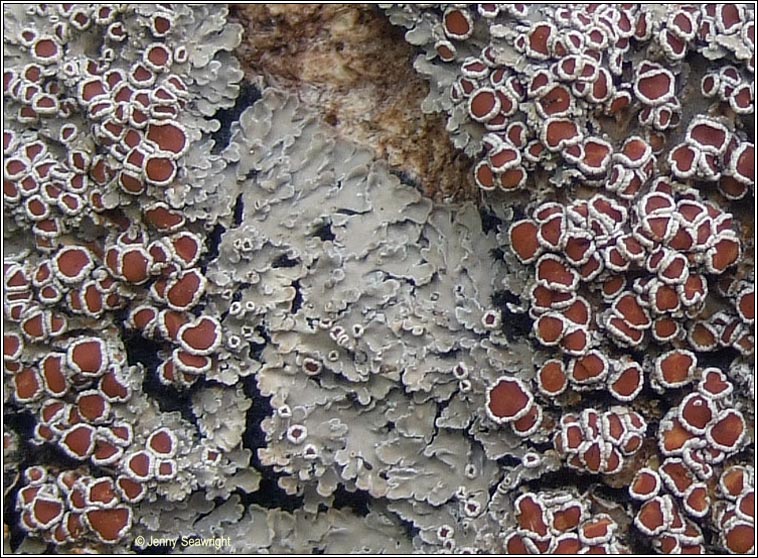 Pannaria rubiginosa