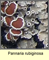 Pannaria rubiginosa