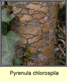 Pyrenula chlorospila