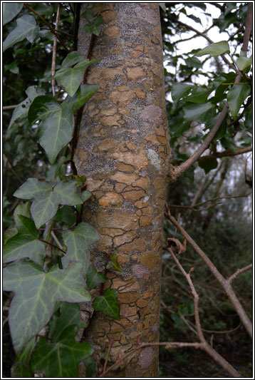 Pyrenula chlorospila