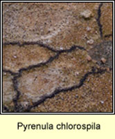 Pyrenula chlorospila