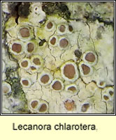 Lecanora chlarotera