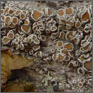 Lecanora chlarotera