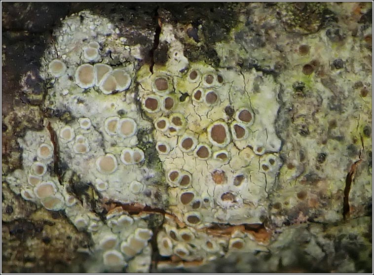 Lecanora chlarotera