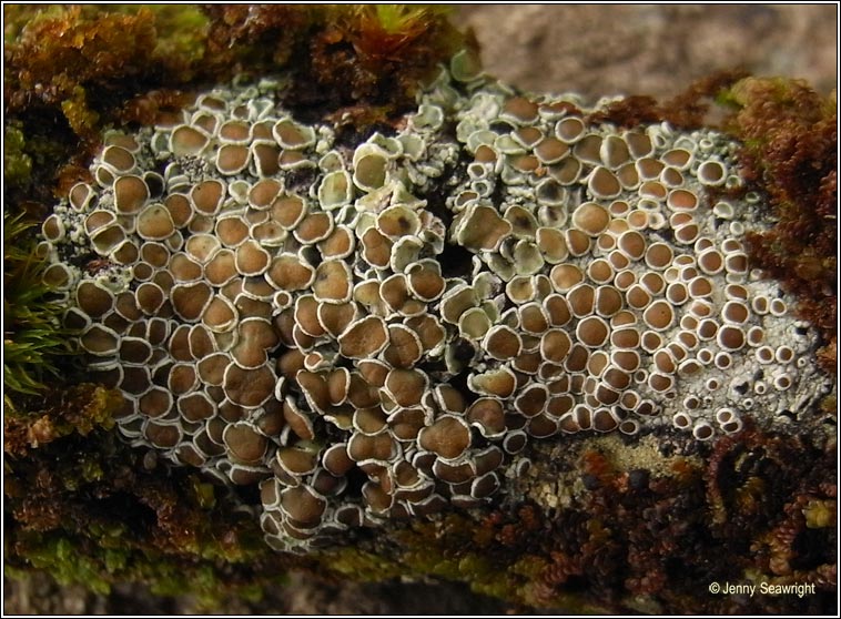 Lecanora chlarotera