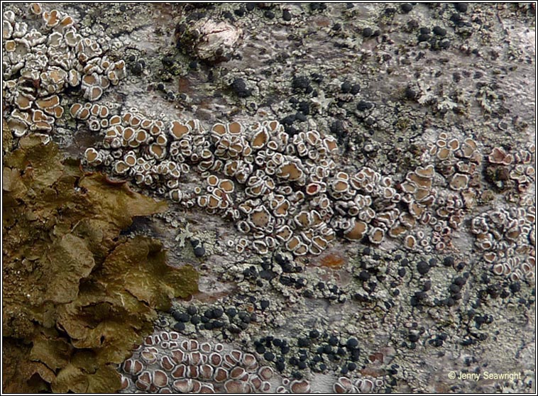 Lecanora chlarotera