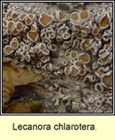 Lecanora chlarotera