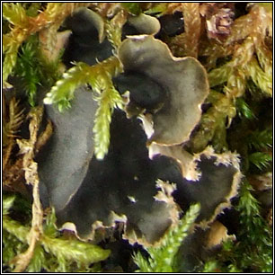 Peltigera