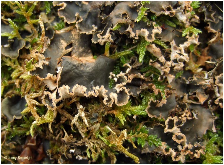 Peltigera