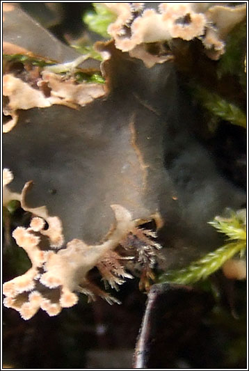 Peltigera