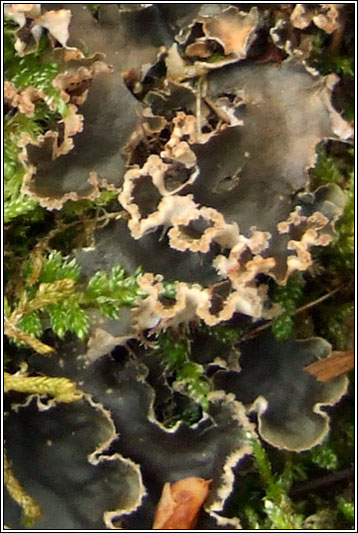 Peltigera