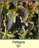 Peltigera Q1