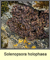 Solenopsora holophaea