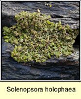 Solenopsora holophaea