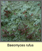 Baeomyces rufus