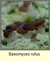 Baeomyces rufus