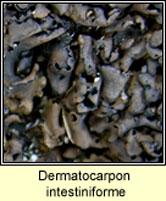 Dermatocarpon intestiforme