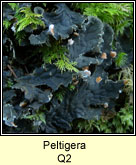 Peltigera Q2